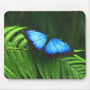Mousepad borboleta