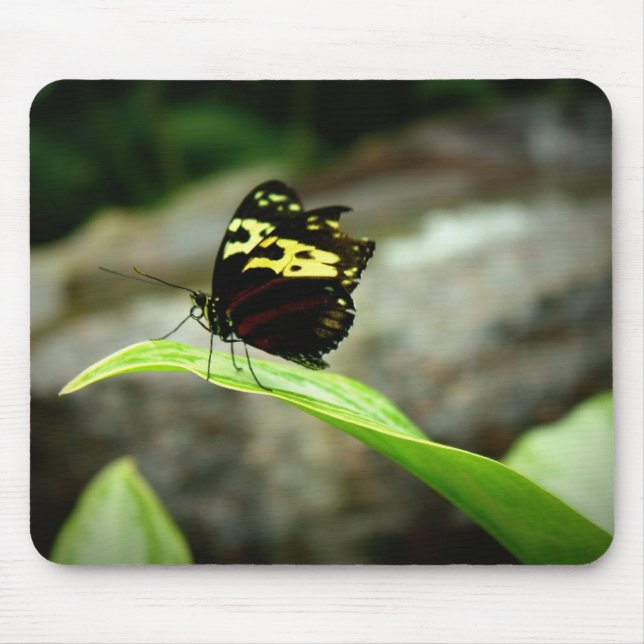 Mousepad Borboleta (Frente)