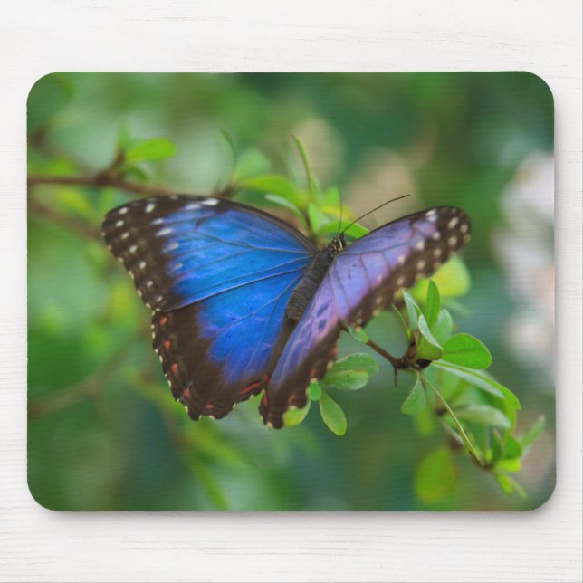 Mousepad Borboleta azul de Morpho (Frente)
