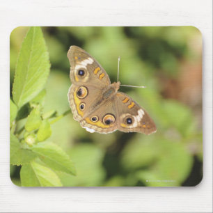 Mousepad Borboleta comum do buckeye, Junonia coenia.