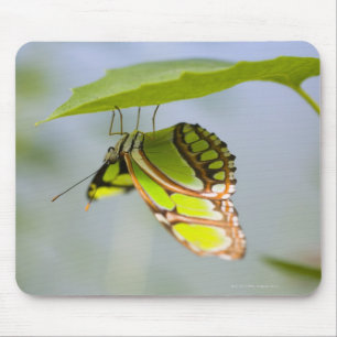 Mousepad Borboleta da malaquite na folha