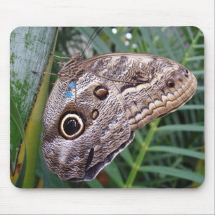 Mousepad Borboleta de Coruja