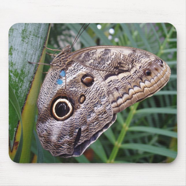 Mousepad Borboleta de Coruja (Frente)