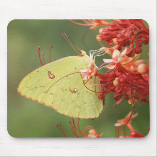 Mousepad Borboleta de enxofre Cloudless