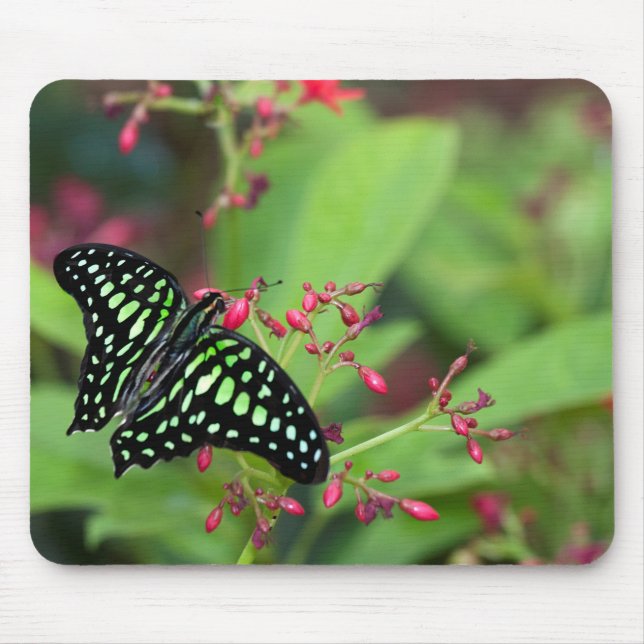 Mousepad Borboleta-de-jay (Frente)