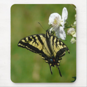 Mousepad Borboleta de SwallowTail em uma flor de Blackberry