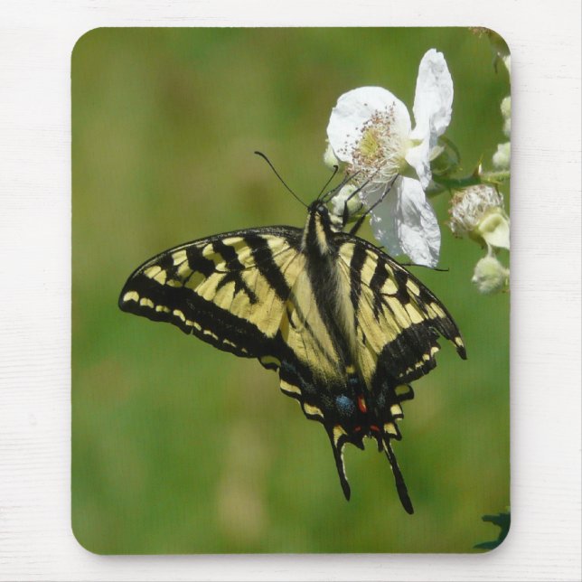 Mousepad Borboleta de SwallowTail em uma flor de Blackberry (Frente)