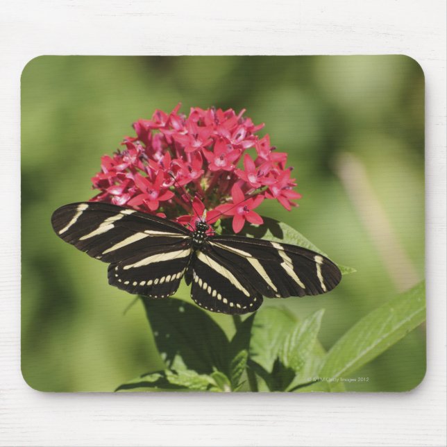 Mousepad Borboleta-de-vidro-zebra, Heliconius (Frente)