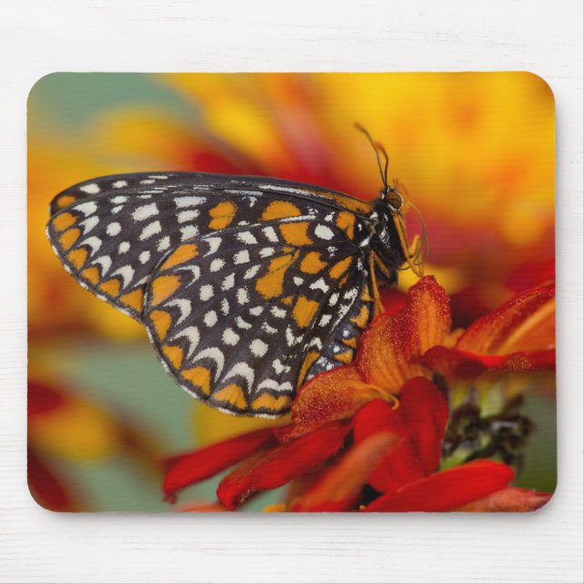 Mousepad Borboleta-de-xadrez-de-Baltimore (Frente)