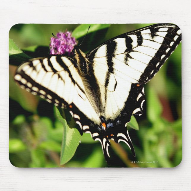 Mousepad Borboleta do Swallowtail Tiger. Papilio glacus. (Frente)