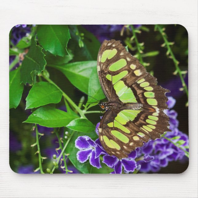 Mousepad Borboleta malaquita em flor roxa (Frente)