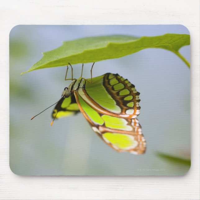 Mousepad Borboleta malaquita em folha (Frente)