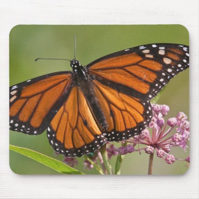 Mousepad Borboleta-monarca macho em Asclepia-incarnata (Frente)