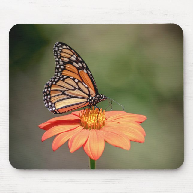 Mousepad Borboleta Monarca numa flor de laranja (Frente)