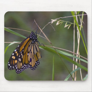 Mousepad Borboleta Monarch na Grama