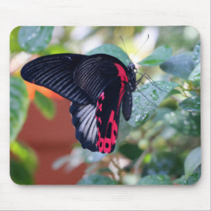 Mousepad Borboleta Mórmon Escarlate