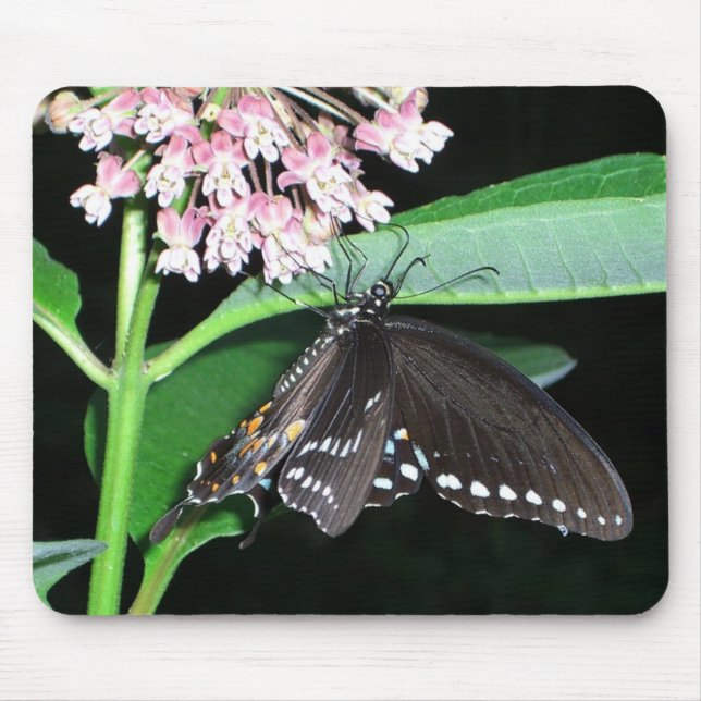Mousepad Borboleta Noturna Black Swallowtail em Shenandoah (Frente)