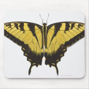 Mousepad Borboleta ocidental de Swallowtail do tigre