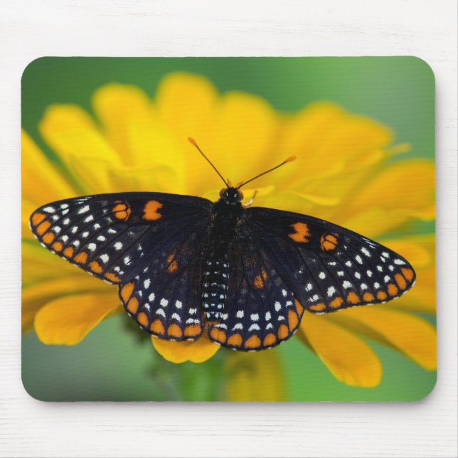 Mousepad Borboleta Ponto Xadrez de Baltimore (Frente)