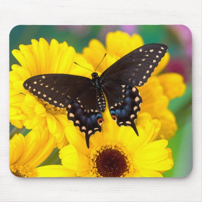 Mousepad Borboleta Rabo-de-Andorinha-preta (Frente)