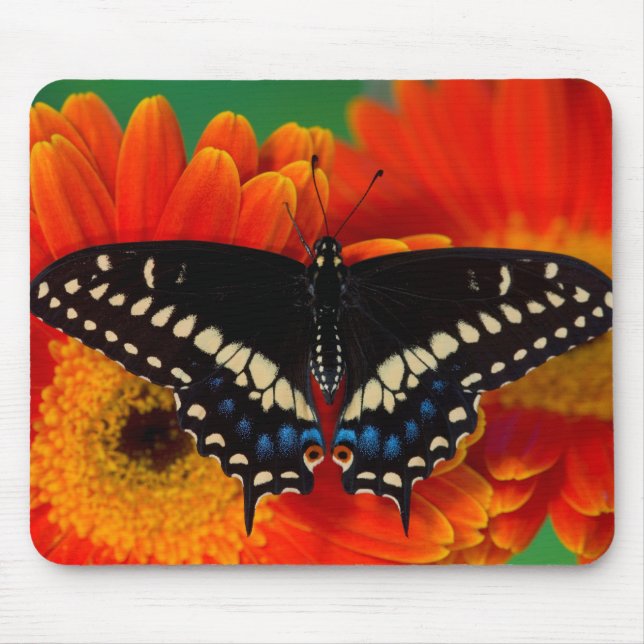 Mousepad Borboleta Rabo-de-Andorinha-Preto na Margarida Ger (Frente)