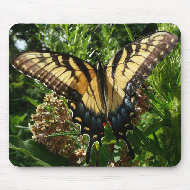Mousepad Borboleta Swallowtail III Linda Foto Colorida (Frente)