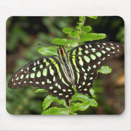 Mousepad borboleta Tailed Jay