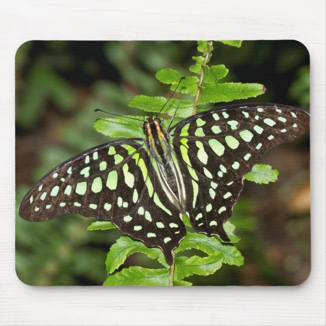 Mousepad borboleta Tailed Jay (Frente)