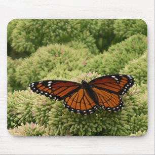 Mousepad Borboleta Viceroy Belo Caráter Fotografia