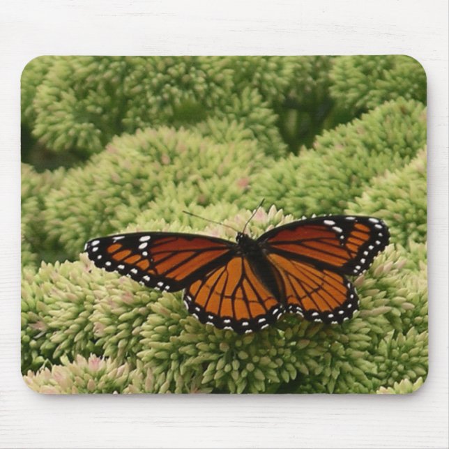 Mousepad Borboleta Viceroy Belo Caráter Fotografia (Frente)