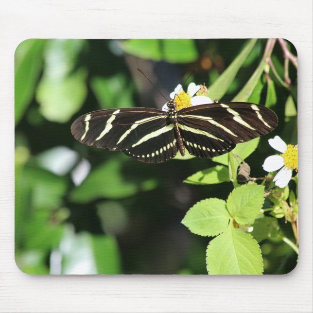 Mousepad Borboleta Zebra Longwing (Frente)