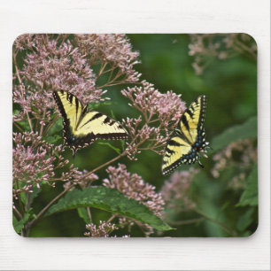 Mousepad Borboletas do Cântaro Tigre em Joe Pye Weed