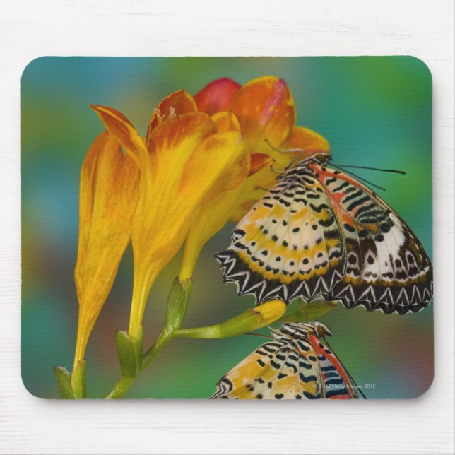 Mousepad Borboletas tropicais de leopardo (Cetosia) (Frente)