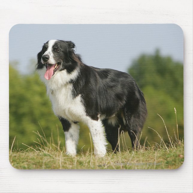 Mousepad Border collie que arfa estar (Frente)