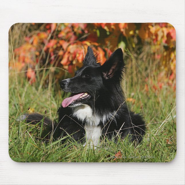 Mousepad Border collie que arfa o estabelecimento (Frente)