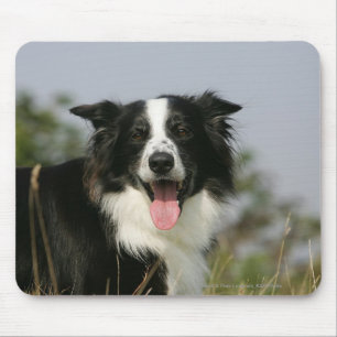 Mousepad Border collie que arfa o Headshot 1