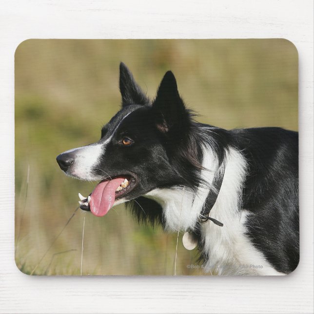 Mousepad Border collie que arfa o Headshot 2 (Frente)