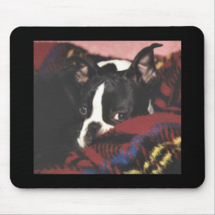 Mousepad Boston Terrier: Peekaboo