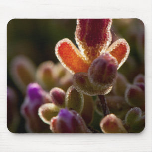 Mousepad Botão de Flor Suculenta Colorida Iluminada por trá