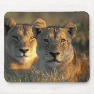 Mousepad Botsuana, Parque Nacional Chobe, Leões