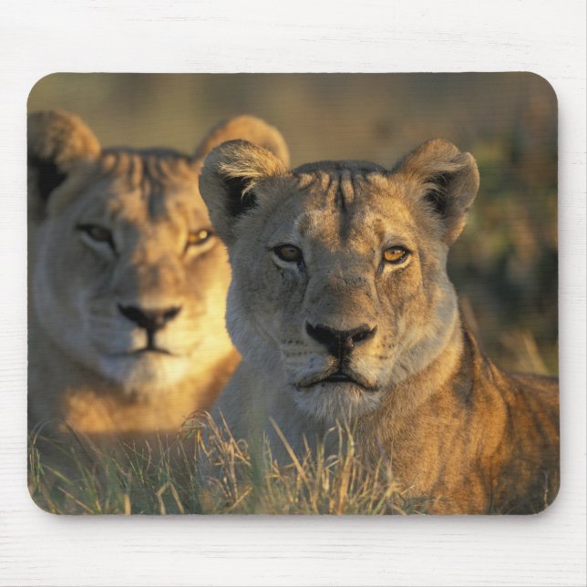 Mousepad Botswana, Chobe National Park, Lionesses (Frente)