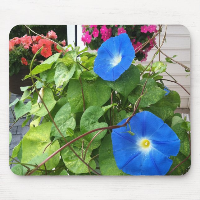 Mousepad Brilliant Blue Morning Glories Close-up (Frente)