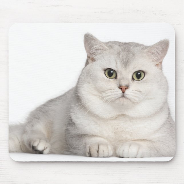 Mousepad British Shorthair (2 anos de idade) deitada na fre (Frente)