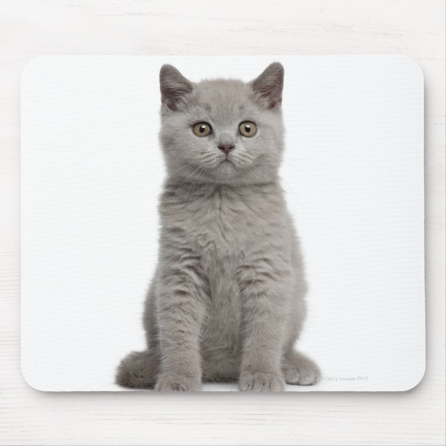 Mousepad British Shorthair Kitten (10 semanas) 2 (Frente)