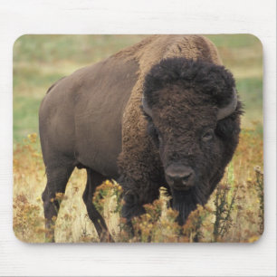 Mousepad Búfalo