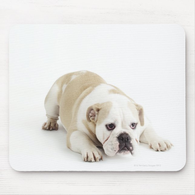 Mousepad Buldogue branco e bravo (Frente)