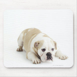 Mousepad Buldogue branco e tan