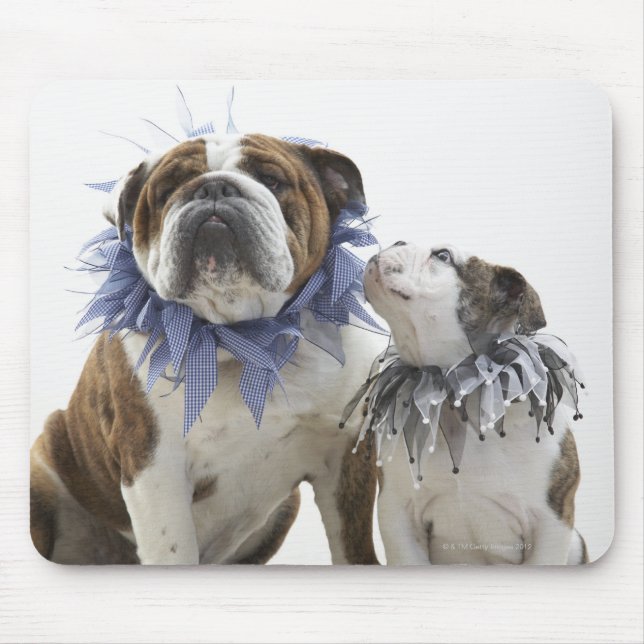 Mousepad Buldogue britânico e colarinho de pijester que ves (Frente)