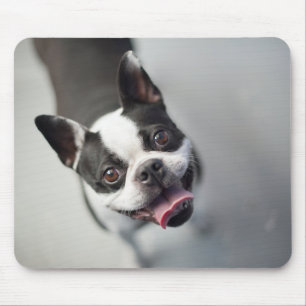 Mousepad Buldogue francês das imagens   de Getty