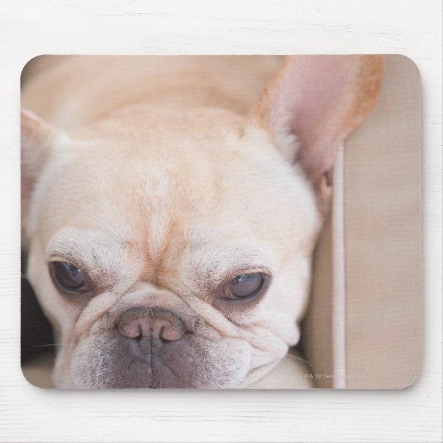 Mousepad Buldogue francês descansando no sofá (Frente)
